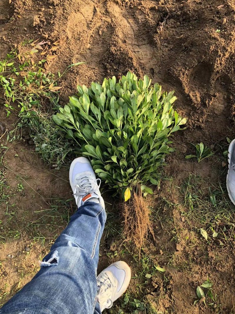 【海桐床苗】海桐苗，大量出售海桐床苗，量大从优基地发货