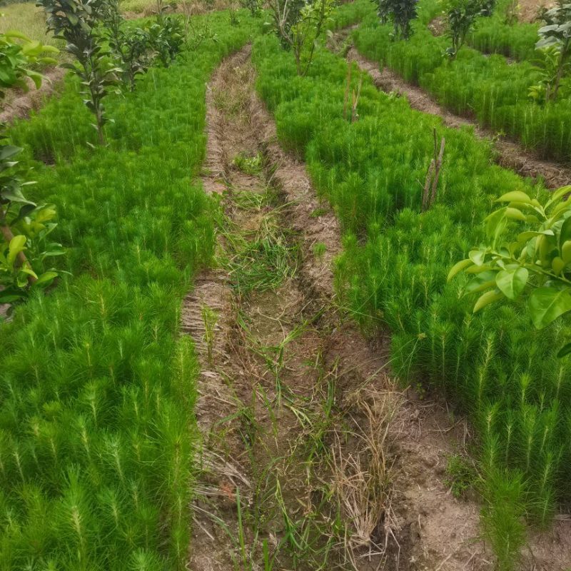 湿地松茗峰园艺场供应大小规格优质湿地松苗木