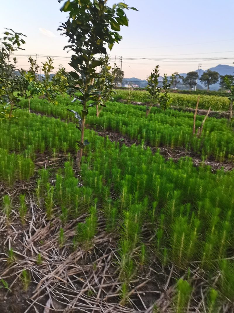 湿地松茗峰园艺场供应大小规格优质湿地松苗木