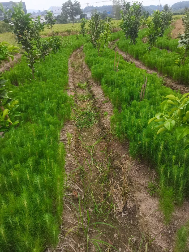 湿地松茗峰园艺场供应大小规格优质湿地松苗木