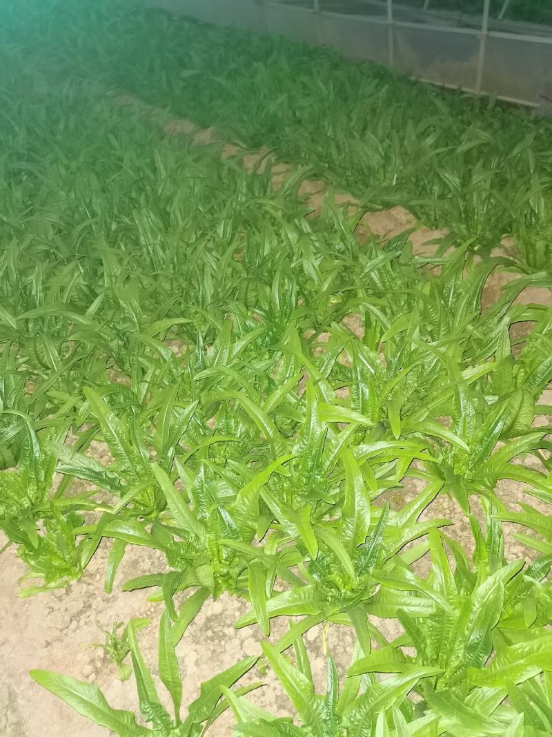 油麦菜