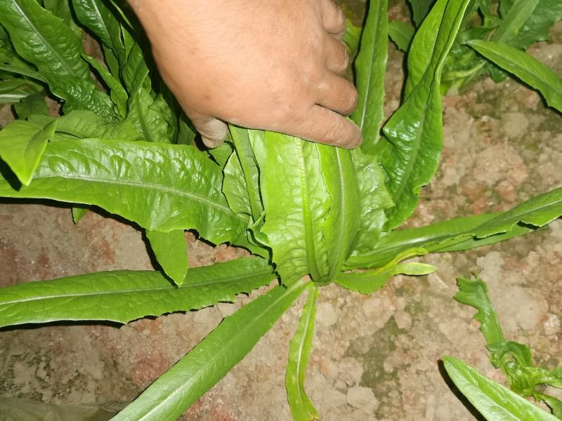 油麦菜