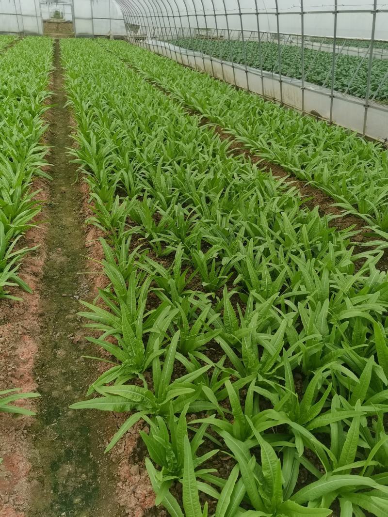 油麦菜