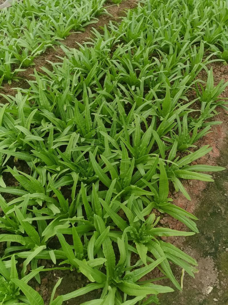 油麦菜