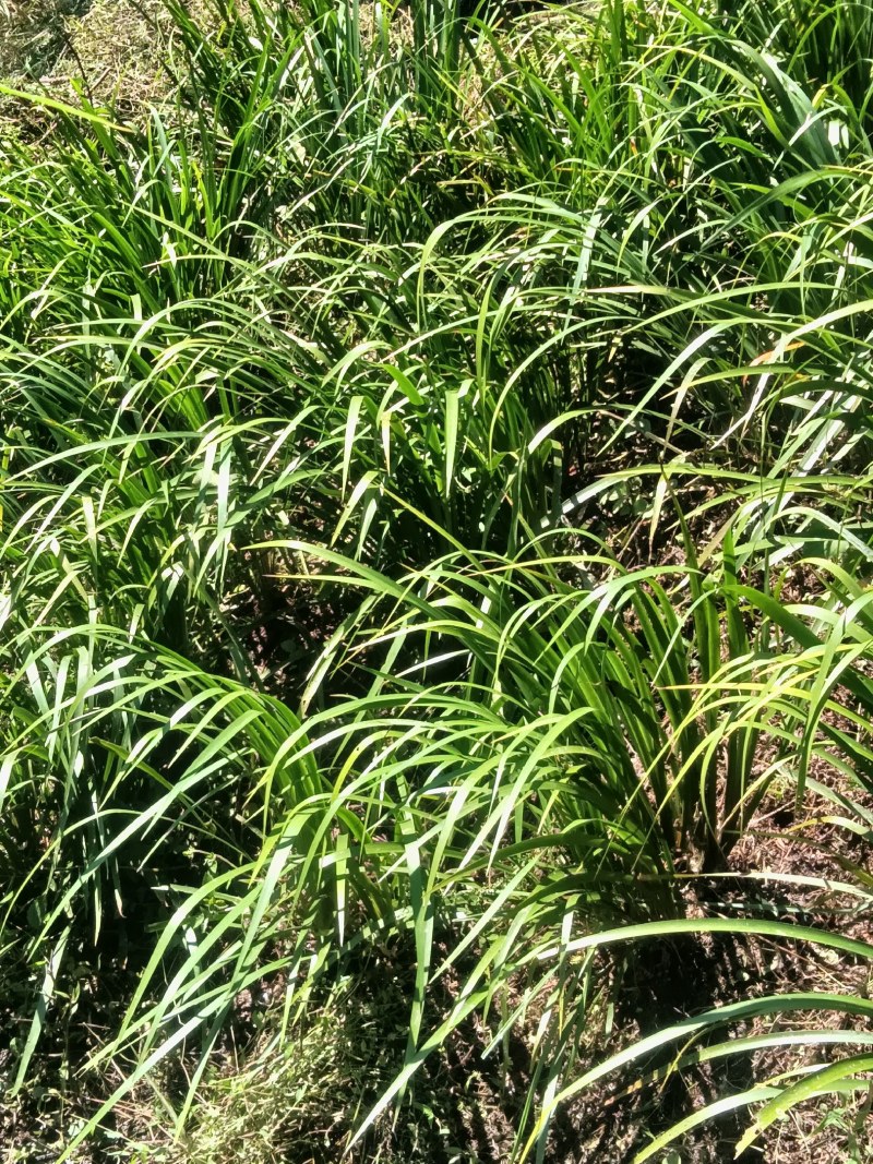 生鲜五香草，茴香菖蒲基地直供