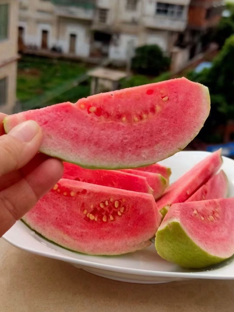 苗场直销西瓜芭乐番石榴苗