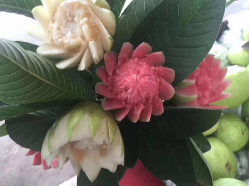 苗场直销西瓜芭乐番石榴苗