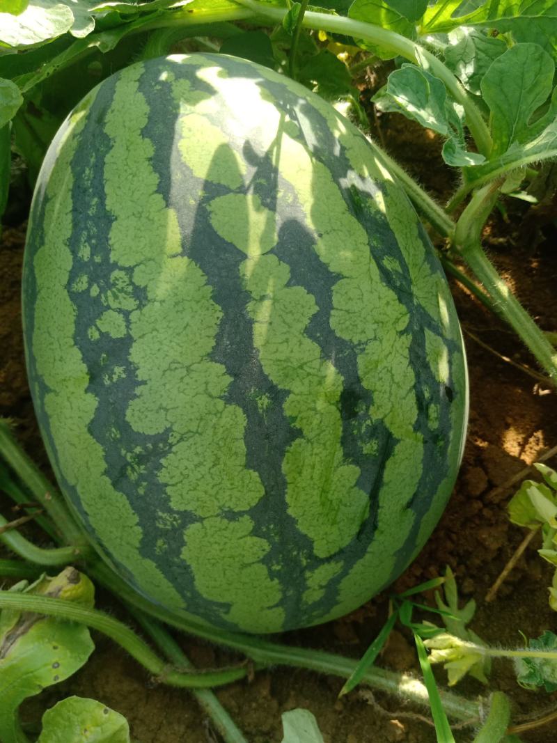 【推荐】广西甜王西瓜，甜王西瓜大量上市，品质有保证