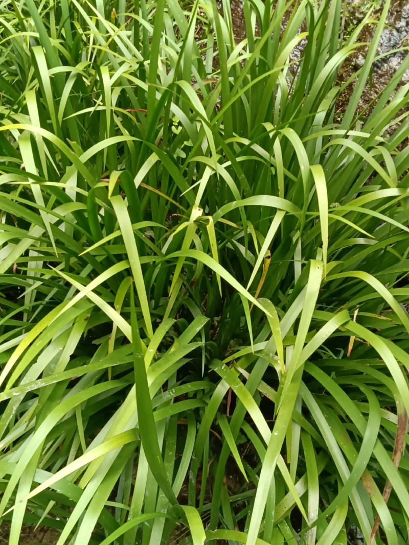 生鲜五香草，茴香菖蒲基地直供