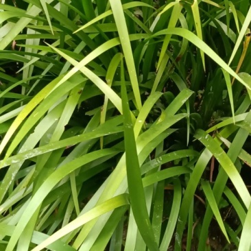 生鲜五香草，茴香菖蒲基地直供