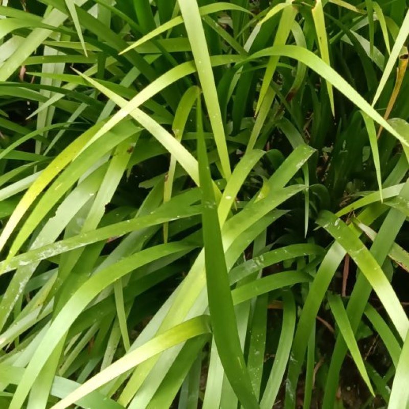 生鲜五香草，茴香菖蒲基地直供