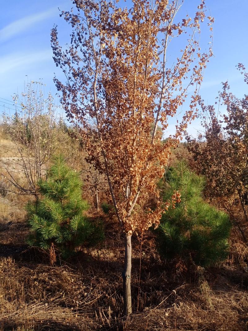 各种绿化苗木出售：松树五角枫蒙古栎，云杉暴马丁香，山荆子