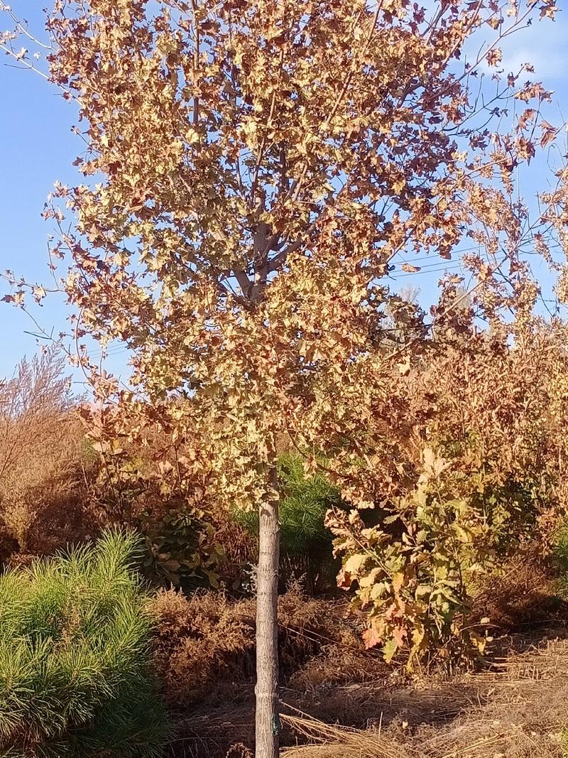 各种绿化苗木出售：松树五角枫蒙古栎，云杉暴马丁香，山荆子