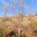 各种绿化苗木出售：松树五角枫蒙古栎，云杉暴马丁香，山荆子