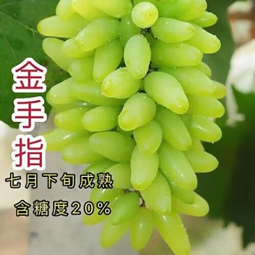 【新品种】葡萄苗金手指葡萄苗南北方种植包成活包对版