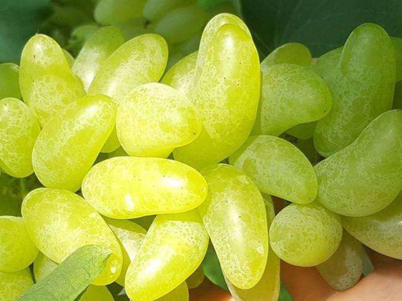 【新品种】葡萄苗金手指葡萄苗南北方种植包成活包对版
