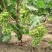 【新品种】葡萄苗金手指葡萄苗南北方种植包成活包对版
