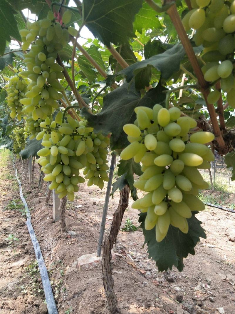 【新品种】葡萄苗金手指葡萄苗南北方种植包成活包对版