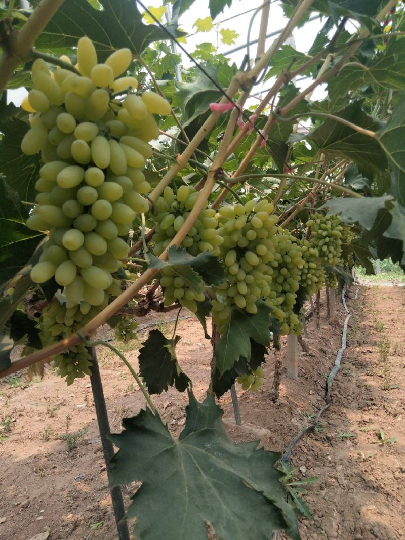 【新品种】葡萄苗金手指葡萄苗南北方种植包成活包对版