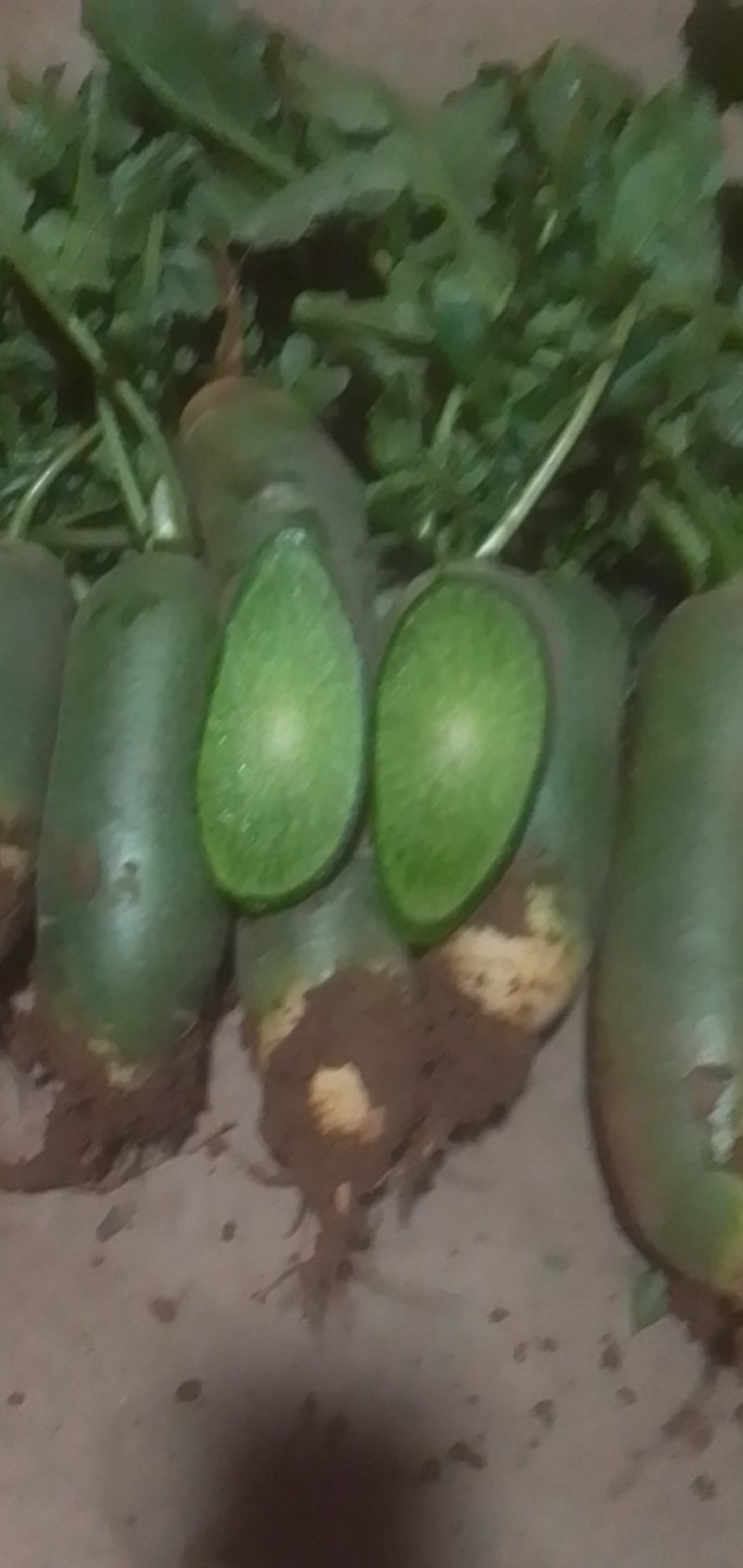 莱西青萝卜供应中