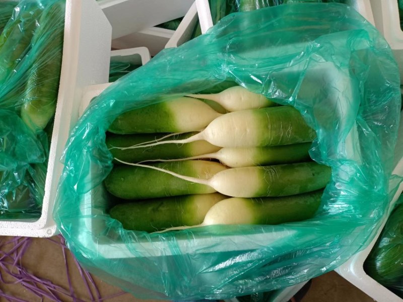 莱西青萝卜供应中