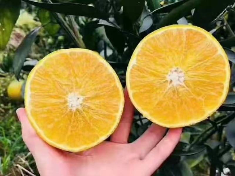 爱媛果冻橙新鲜水果一件代发平台供货快递物流