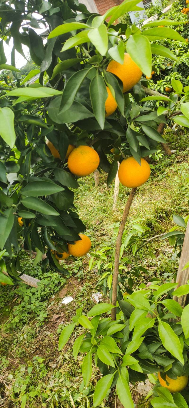 爱媛果冻橙新鲜水果一件代发平台供货快递物流