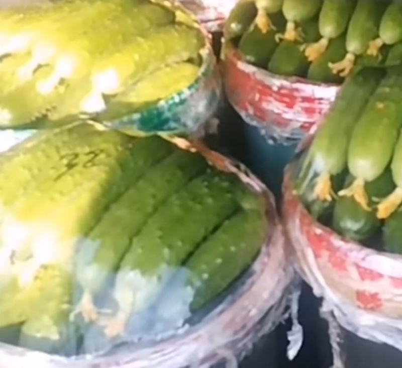 精品旱黄瓜都是早上现摘下来的