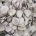 三棱中药材三棱无硫中大片粉质多京三棱三菱荆