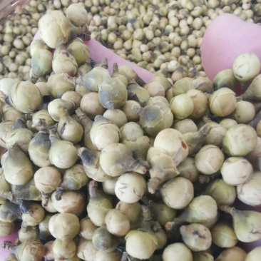 金花茶花蕾，0添加。
