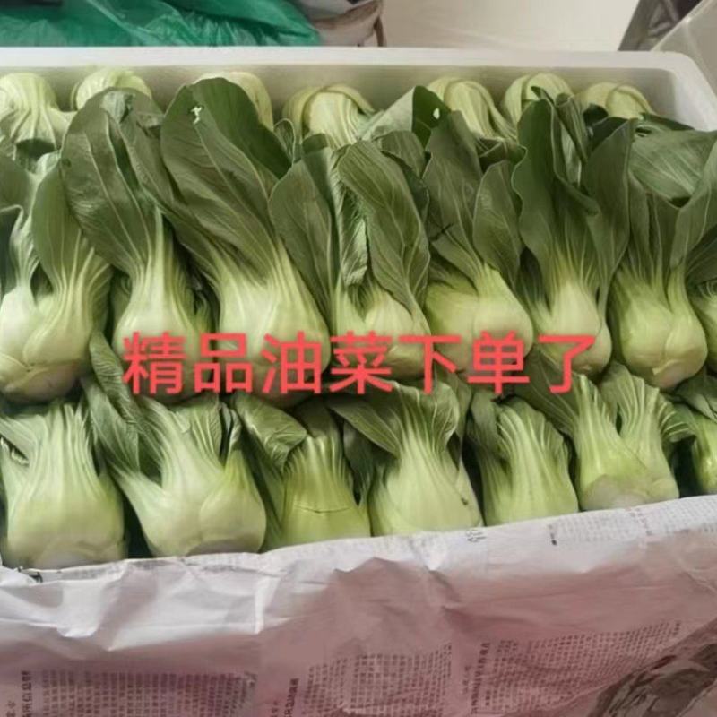 邯郸油菜河北产地直发保质保量大量有货全国代发