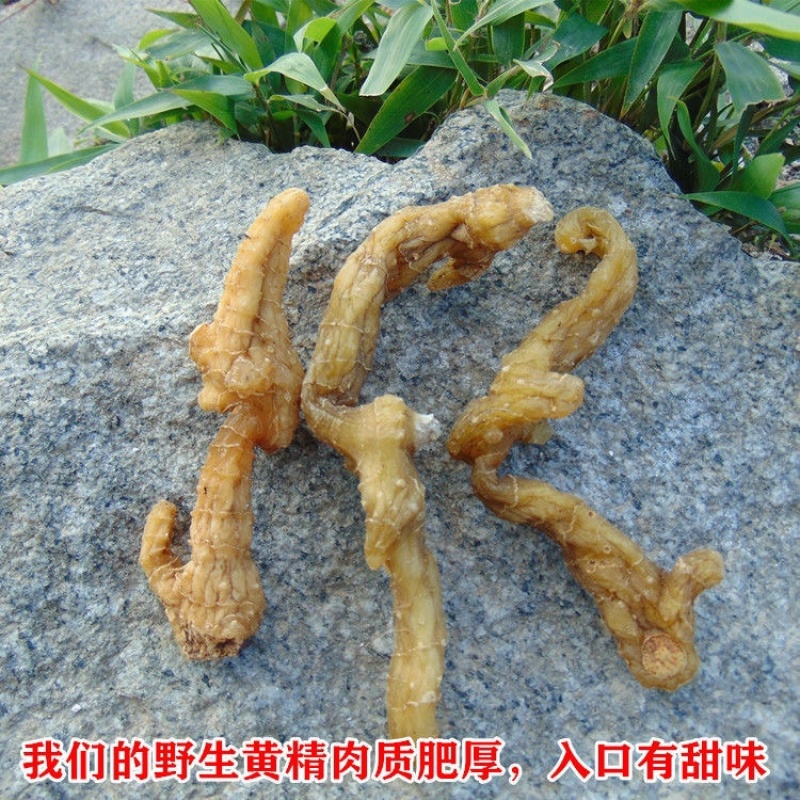 大别山中药材野生干黄精一蒸一晒干黄精