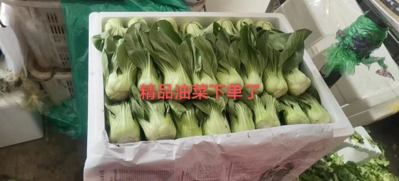 邯郸油菜河北产地直发保质保量大量有货全国代发