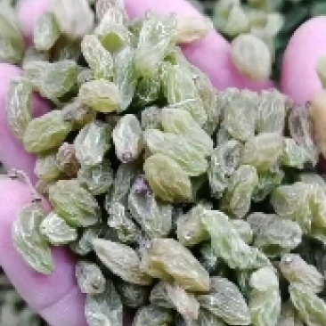 吐鲁番葡萄干，新疆原产地，口感很好，香甜适口，欢迎选购