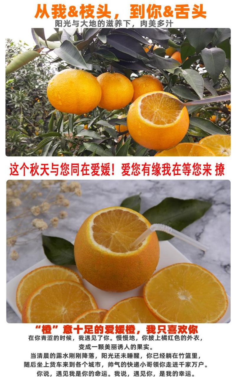 四川爱媛38号果冻橙现摘薄皮手剥橙新鲜水果批发一件代发