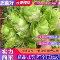 儿菜，多子菜，儿菜头，娃娃菜，代发全国各地，对接电商平台