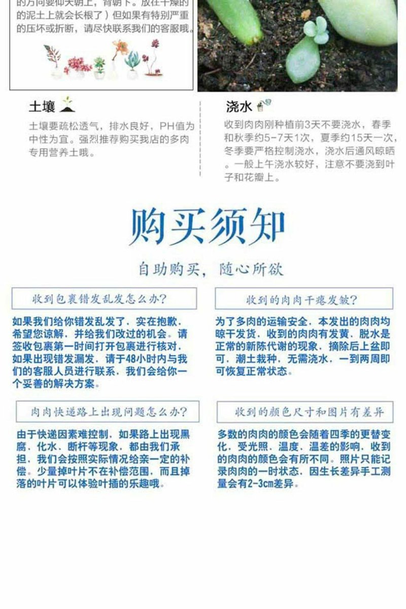 多肉植物多肉吉娃娃红宝石桃蛋、玉露多肉送盆送土多肉包邮
