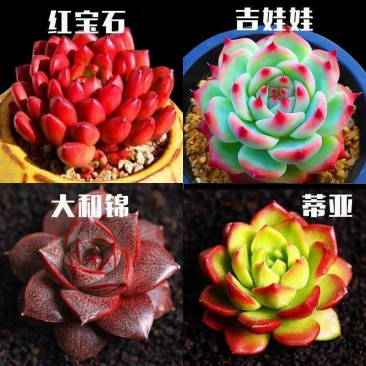 多肉植物多肉吉娃娃红宝石桃蛋、玉露多肉送盆送土多肉包邮