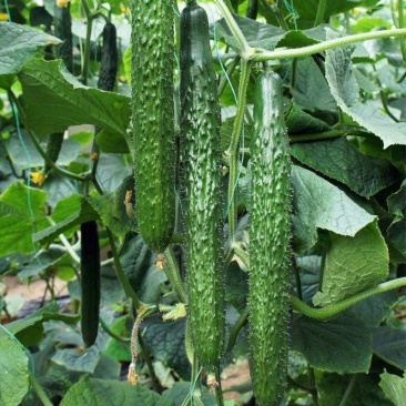 博美9号黄瓜种子油绿果肉厚果肉淡绿色春秋夏季露天种植抗病