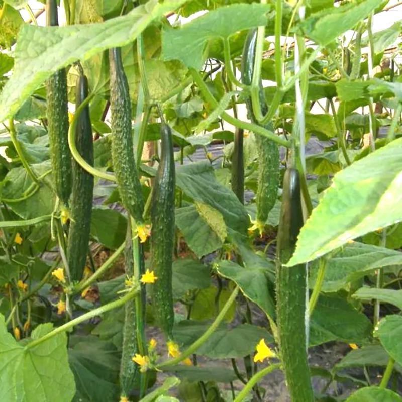 博美9号黄瓜种子油绿果肉厚果肉淡绿色春秋夏季露天种植抗病
