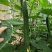 博美9号黄瓜种子油绿果肉厚果肉淡绿色春秋夏季露天种植抗病
