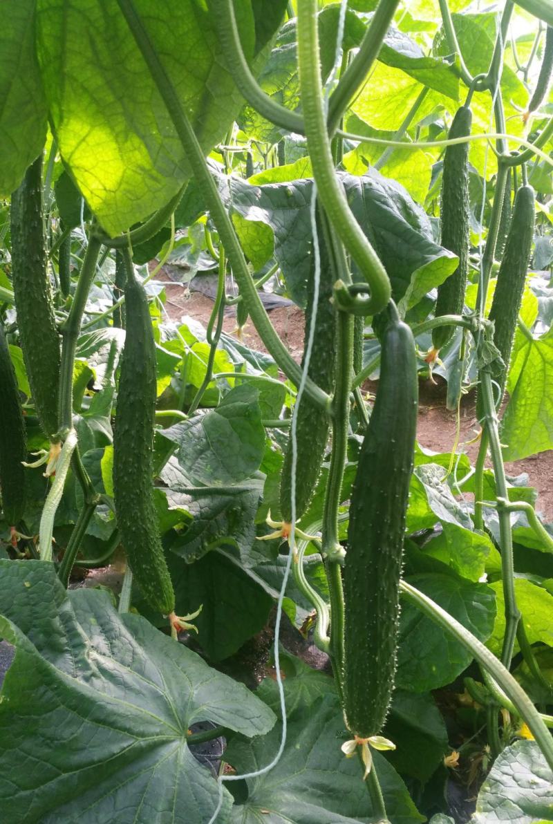 博美9号黄瓜种子油绿果肉厚果肉淡绿色春秋夏季露天种植抗病