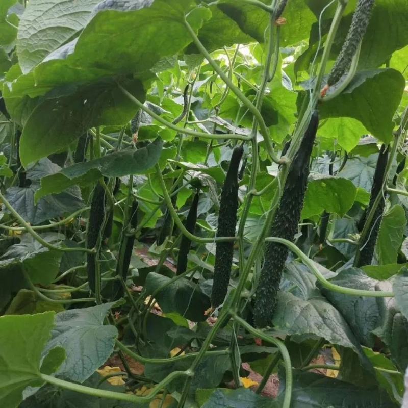 博美9号黄瓜种子油绿果肉厚果肉淡绿色春秋夏季露天种植抗病