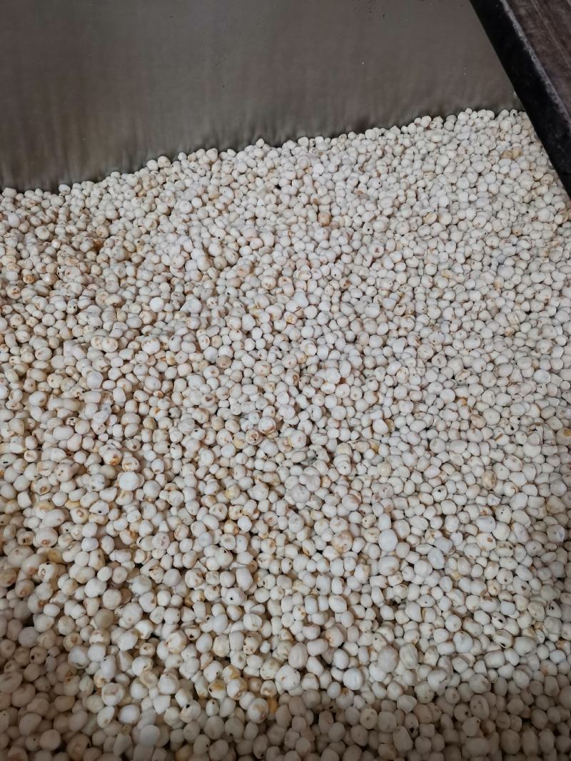 珍珠马蹄产地大量批发珍珠马蹄鲜货