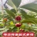 云南省广南县大红种八角苗，罗马种八角苗，直苗