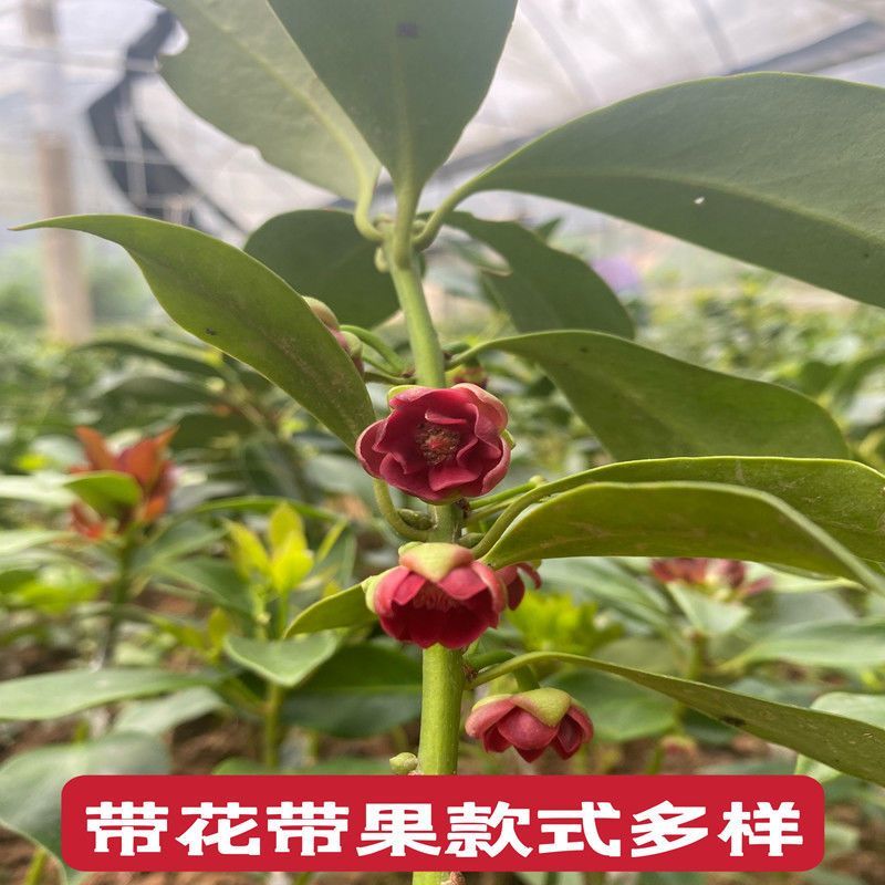 云南省广南县大红种八角苗，罗马种八角苗，直苗