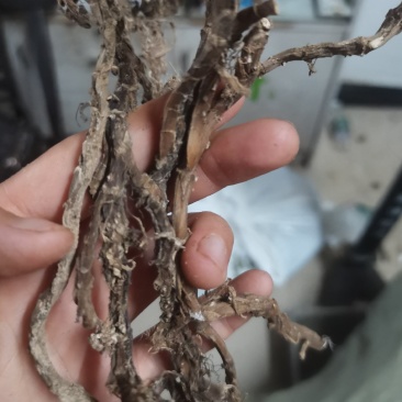 湖北产地野生石菖蒲