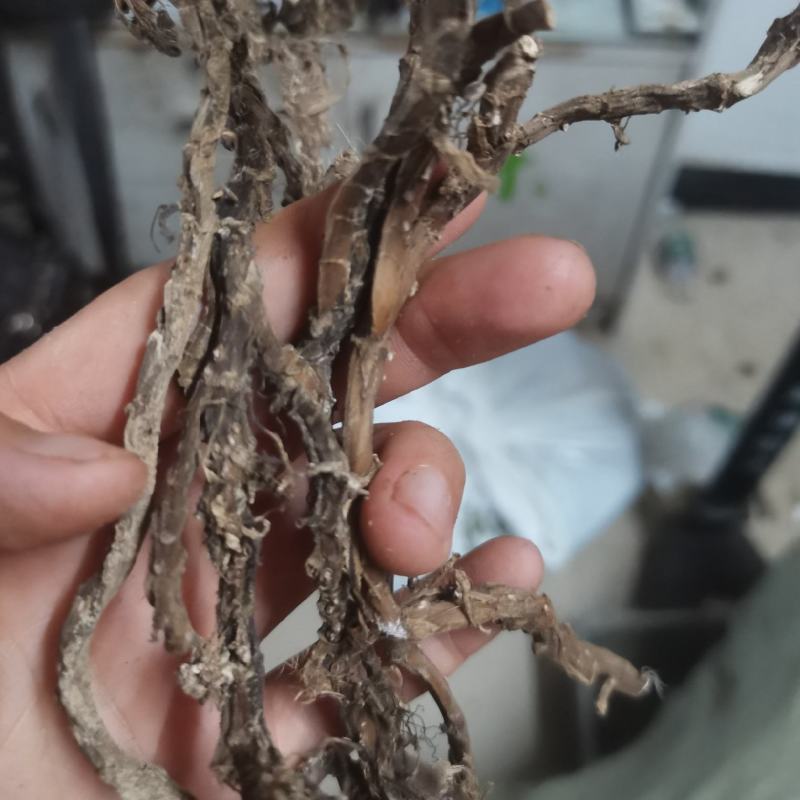 湖北产地野生石菖蒲