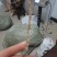 湖北产地野生石菖蒲