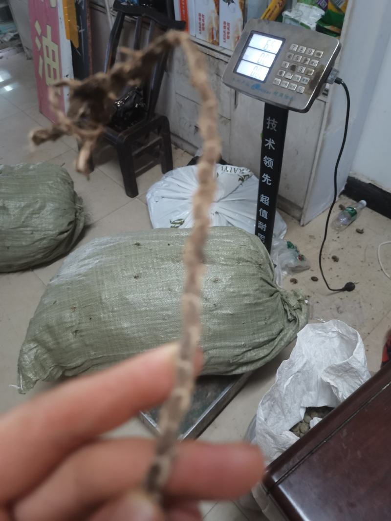 湖北产地野生石菖蒲